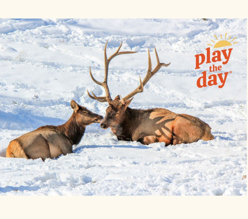 Winter Photography Notecards | Set of 10