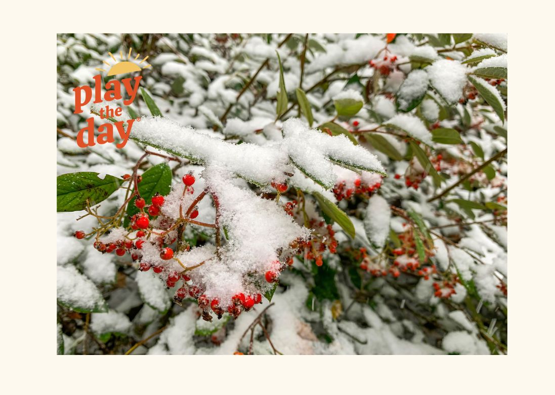 Winter-Themed Nature Photography Notecards | Set of 10