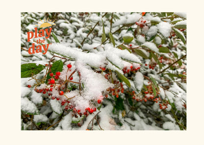 Winter-Themed Nature Photography Notecards | Set of 10