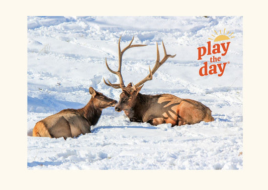 Winter-Themed Nature Photography Notecards | Set of 10