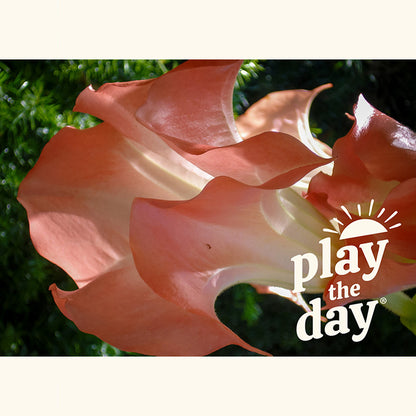 Flower Photography Notecards | Set of 10