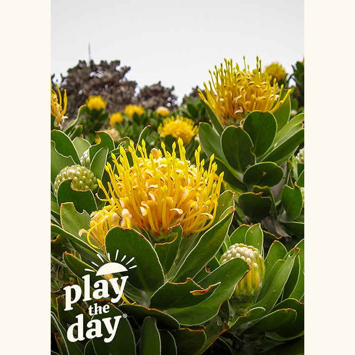 Flower Photography Notecards | Set of 10