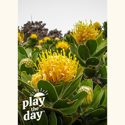 Flower Photography Notecards | Set of 10