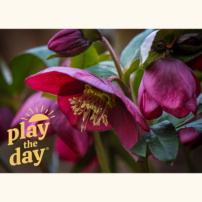 Flower Photography Notecards | Set of 10