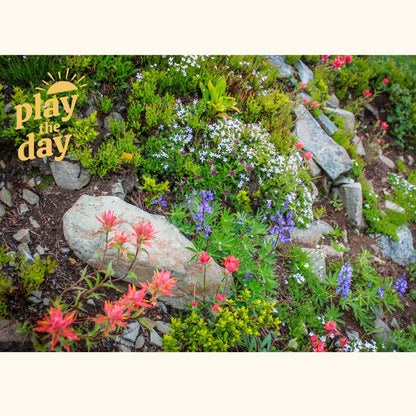 Summer Photography Notecards | Set of 10